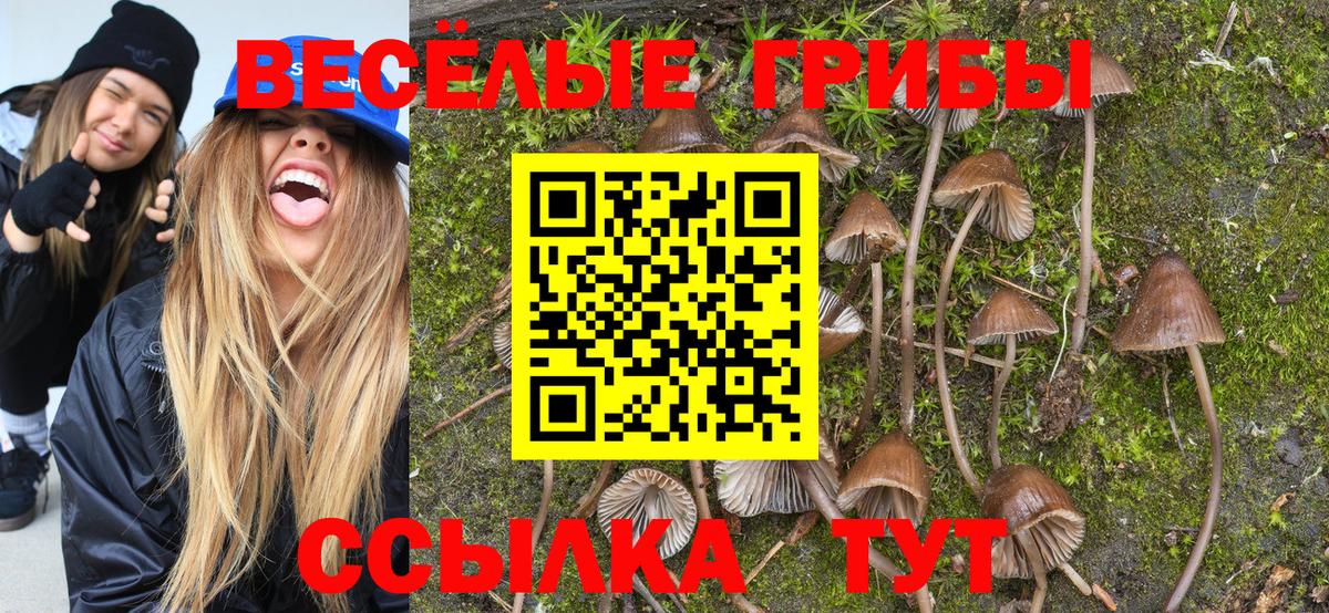 Галлюциногенные грибы Psilocybine cubensis Мценск